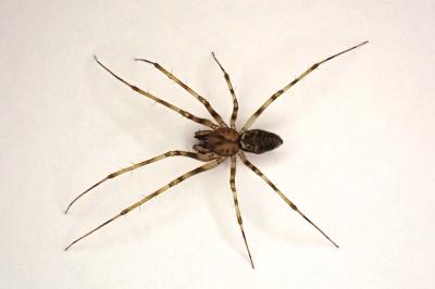 <i>Drapetisca socialis</i>