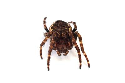 <i>Nuctenea umbratica</i>