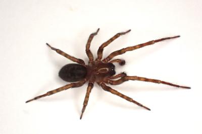<i>Amaurobius similis</i>