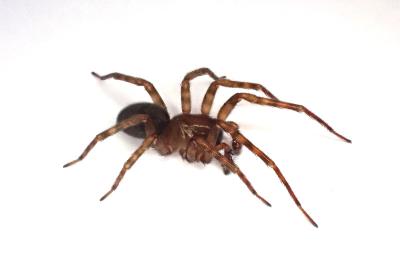 <i>Amaurobius similis</i>