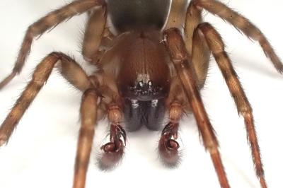 <i>Amaurobius similis</i>