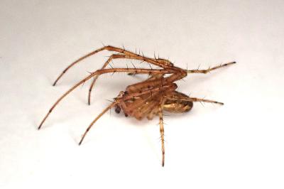 <i>Metellina mengei</i>
