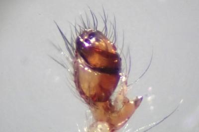<i>Metellina mengei</i>