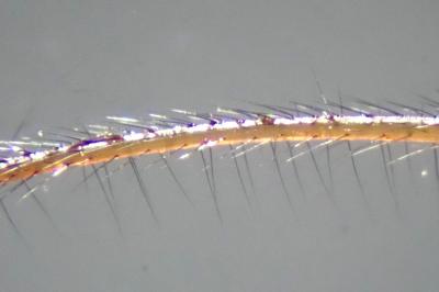 <i>Metellina mengei</i>