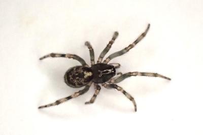 <i>Enoplognatha mandibularis</i>