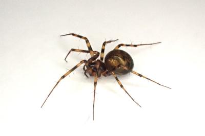 <i>Lepthyphantes minutus</i>