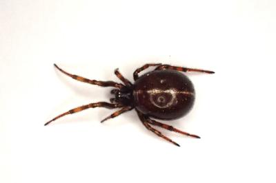 <i>Steatoda bipunctata</i>