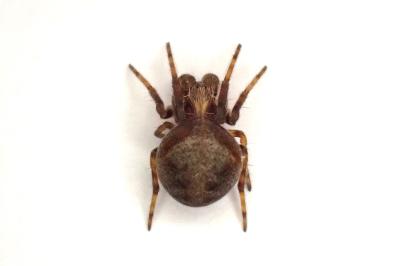 <i>Araneus</i>