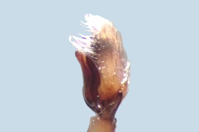 <i>Clubiona terrestris</i>