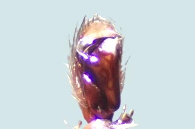 <i>Clubiona terrestris</i>