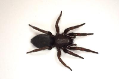 <i>Scotophaeus scutulatus</i>
