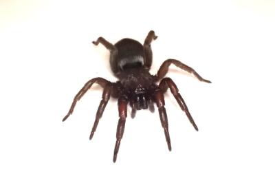<i>Scotophaeus scutulatus</i>