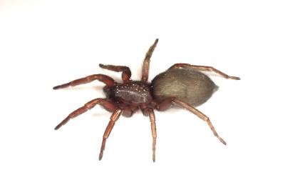 <i>Scotophaeus scutulatus</i>