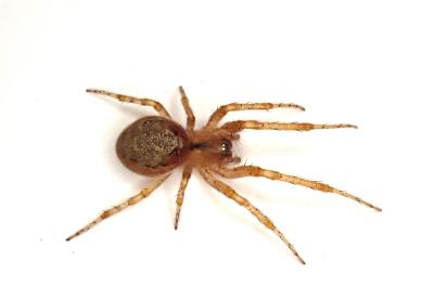 <i>Zygiella atrica</i>