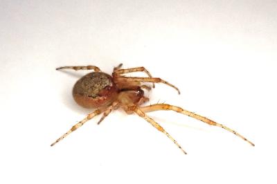 <i>Zygiella atrica</i>