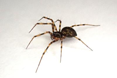 <i>Lepthyphantes minutus</i>