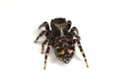 <i>Pseudeuophrys erratica</i>