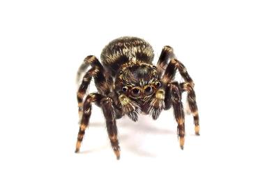 <i>Pseudeuophrys erratica</i>