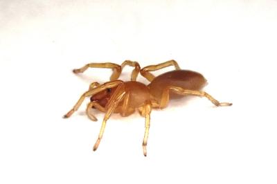 <i>Dysdera erythrina</i>