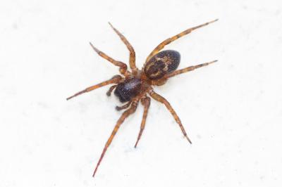 <i>Amaurobius</i>