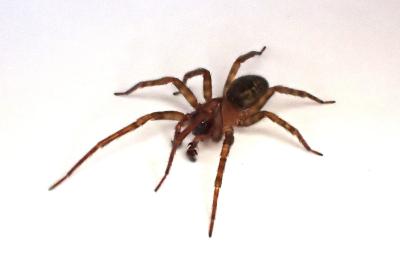 <i>Amaurobius erberi</i>