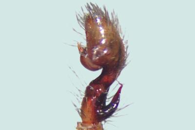 <i>Amaurobius erberi</i>