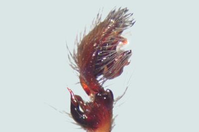 <i>Amaurobius erberi</i>