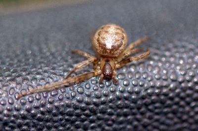 <i>Zygiella x-notata</i>