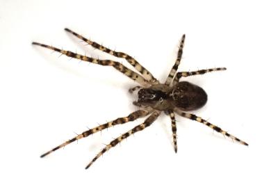 <i>Metellina merianae</i>