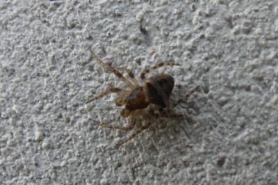 <i>Gibbaranea bituberculata</i>