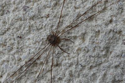 <i>Dicranopalpus ramosus</i>