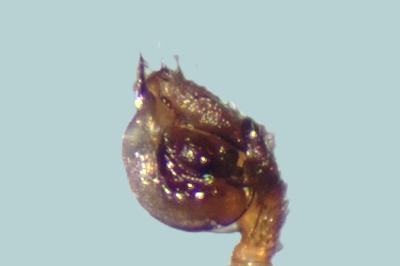 <i>Gnathonarium dentatum</i>