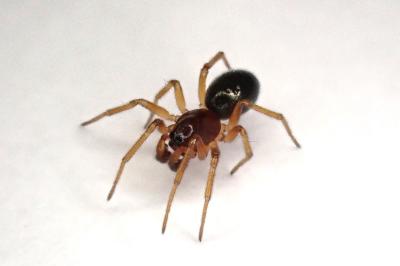<i>Gnathonarium dentatum</i>