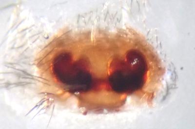 <i>Amaurobius erberi</i>