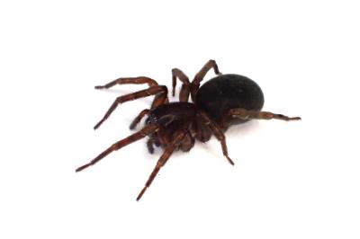 <i>Amaurobius erberi</i>