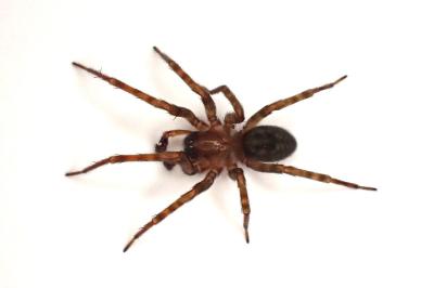 <i>Amaurobius similis</i>