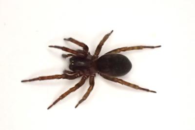 <i>Amaurobius erberi</i>