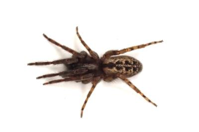 <i>Segestria bavarica</i>