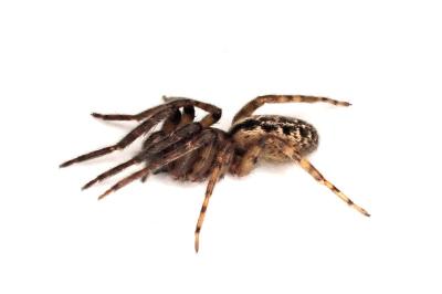 <i>Segestria bavarica</i>