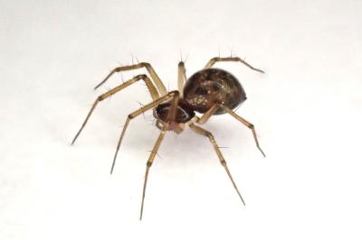 <i>Tenuiphantes tenuis</i>