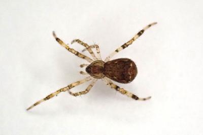 <i>Episinus maculipes</i>