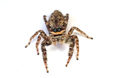 <i>Marpissa muscosa</i>