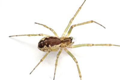 <i>Neriene peltata</i>