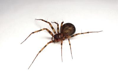 <i>Lepthyphantes minutus</i>