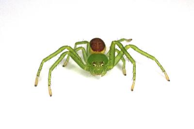 <i>Diaea dorsata</i>