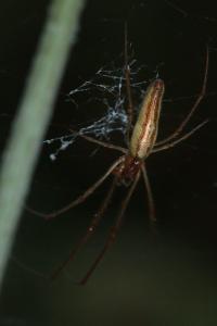<i>Tetragnatha</i>