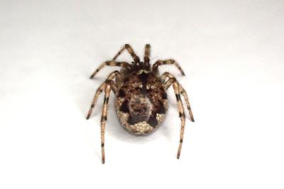 <i>Enoplognatha mandibularis</i>