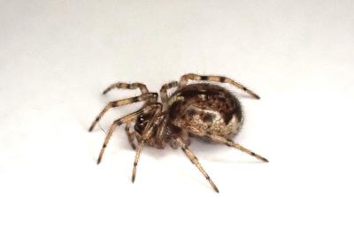 <i>Enoplognatha mandibularis</i>