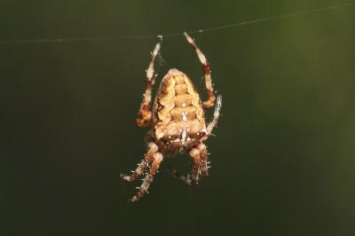 <i>Araneus diadematus</i>
