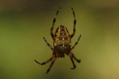<i>Araneus diadematus</i>